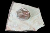 Basseiarges Trilobite - Jorf, Morocco #161099-1